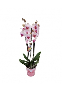 PHALAENOPSIS ROSA...