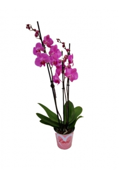 PHALAENOPSIS LILA...