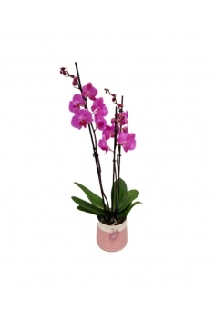 PHALAENOPSIS LILA...