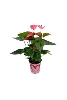 ANTHURIUM ROSA + LATÓN love...
