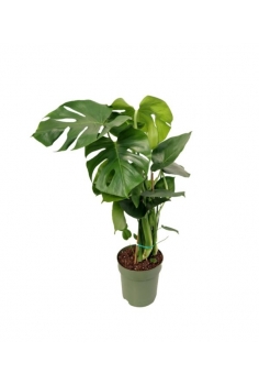 MONSTERA C-21 (alt: 90cm)...