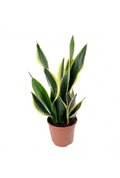 SANSEVIERIA DORADA C-16...