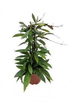 HOYA SILVER TUTOR C-17...