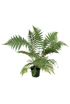 DICKSONIA ANTARTICA C-26...