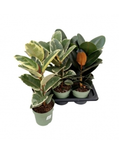 FICUS ROBUSTA MIX C-17...