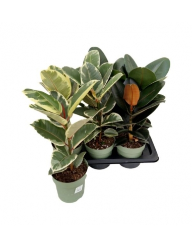 FICUS ROBUSTA MIX C-17 (alt: 50cm)...