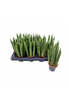 SANSEVIERA CYLINDRICA C-7...