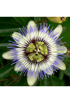 PASSIFLORA AZUL CAÑA 5L...