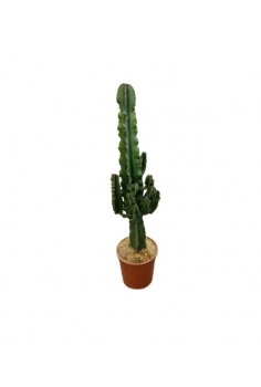 EUPHORBIA INGENS 2.5L (1...
