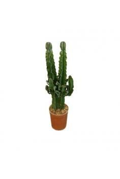 EUPHORBIA INGENS 2.5L (2...
