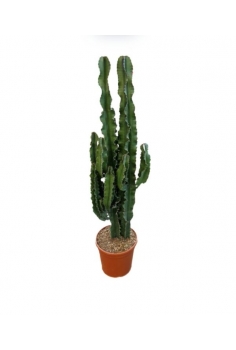 EUPHORBIA INGENS 5L (2...