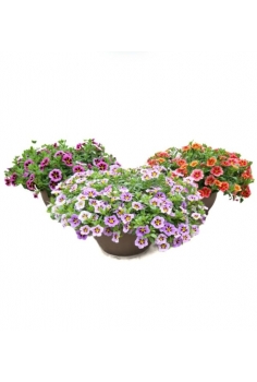 CALIBRACHOA RULETA T-25cm...