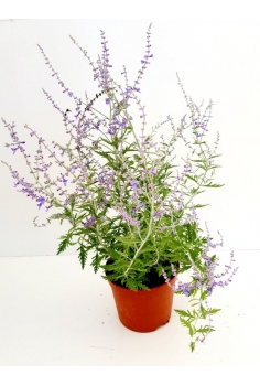 PEROSKIA ATRIPLICIFOLIA 3L...