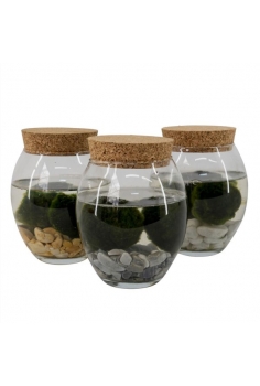 WATERPLANT CLADOPHLORA EN...