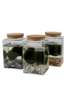 WATERPLANT CHLADOPHLORA EN...