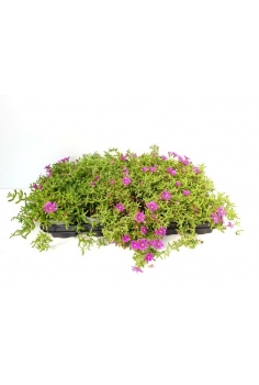 MESSEM PENDULIN C-11 (alt:...