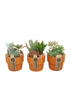 CENTRO CRASAS TERRACOTA...