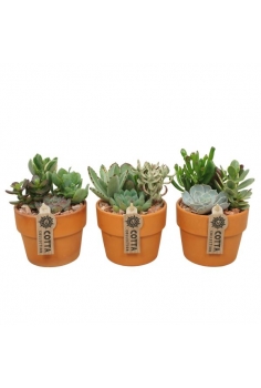 CENTRO CRASAS TERRACOTA...