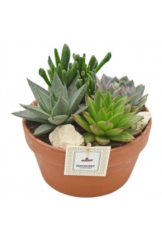 CENTRO CRASAS TERRACOTA...