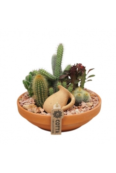 CENTRO CACTUS TERRACOTA...