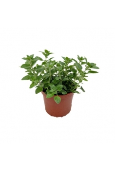 CALAMINTHA NEPETA 2.5L...