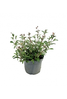 CISTUS SKANBERGII 3L (alt:...