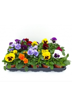 PENSAMIENTOS MIX C-11 (alt:...