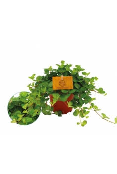 PEPEROMIA ROTUNDIFOLOA C-12...