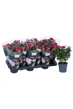 E- ROSAL MINI BICOLOR...