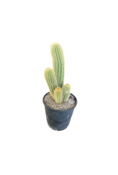 CACTUS COLUMNAR C-24...