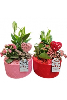 TIESTO CERÁMICA C-12 + 2...