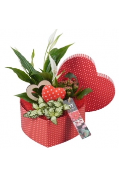 TIESTO CARTÓN C-19 + 3...