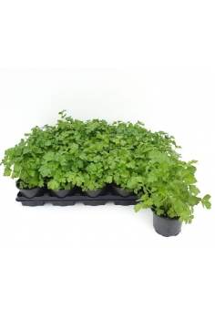 PEREJIL C-11 (petroselinum)...