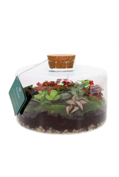 TERRARIO CRISTAL C-23 (alt:...