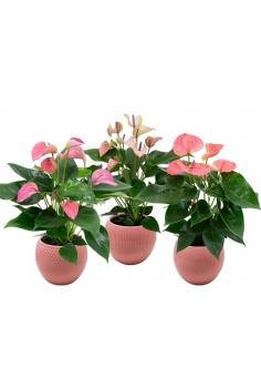 ANTHURIUM MIX CERÁMICA ROSA...