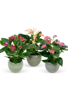 ANTHURIUM MIX CERÁMICA...