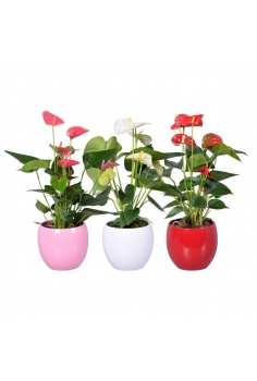 ANTHURIUM MIX CERÁMICA MIX...