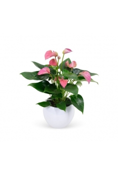 ANTHURIUM CERÁMICA BLANCA...