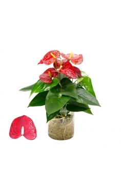 ANTHURIUM CRISTAL ROJO RAIZ...