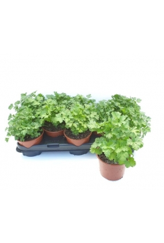 PEREJIL C-13 (20cm)...