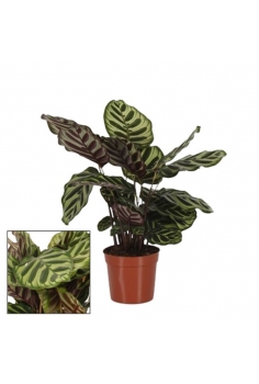 CALATHEA MAKOYANA C-14...