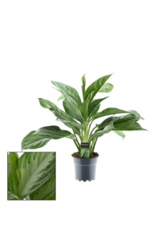 AGLAONEMA SILVER BAY C-17...