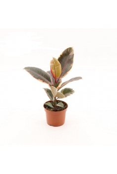 FICUS BELIZE C-12 (alt:...