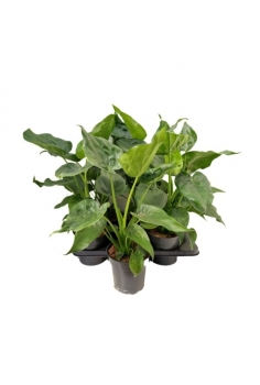 ALOCASIA CUCULLATA C-17...