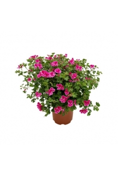 GERANIO RANDY 3L (alt: 40cm...