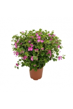 GERANIO RANDY 3L (alt: 40cm...