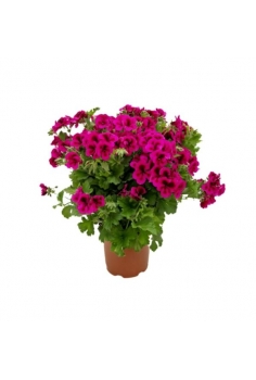 GERANIO CANDYFLOWER 3L...