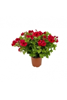 GERANIO CANDYFLOWER 3L...