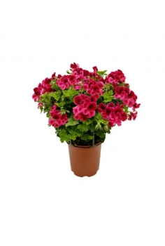 GERANIO CANDYFLOWER 3L...