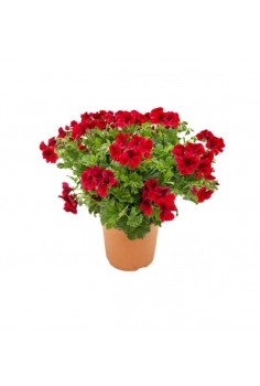 GERANIO CANDYFLOWER 5L...